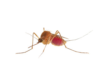 Inland floodwater mosquito full of blood isolated on white background, Aedes vexans