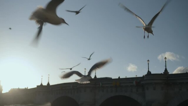 Slow motion seagulls and pigeons flying near the Seine river , sunny backlight