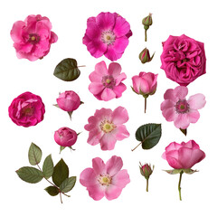 A bunch of pink flowers on a Transparent Background