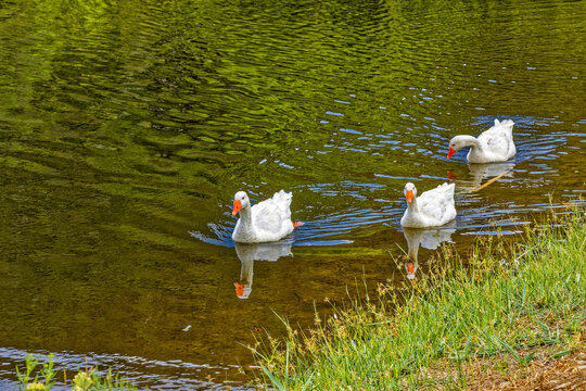 Three white Embden Geese swimming together in a manmade pond near Oudtshoorn, Western Cape South Africa