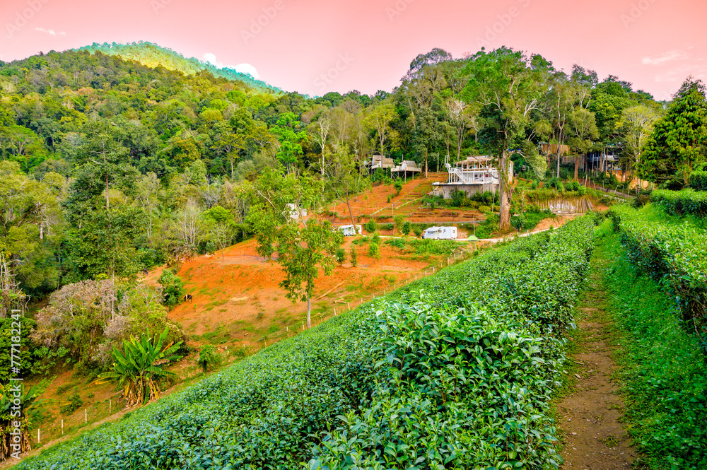 Wall mural Fresh tea trees in high mountain farm with natural view