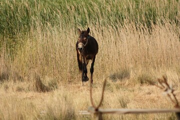 Fototapeta premium donkey in the field