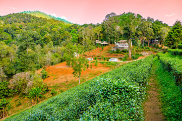 Fototapeta na wymiar Fresh tea trees in high mountain farm with natural view