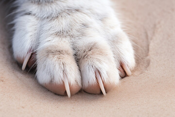A cat's paw on the sand. Cat leaves its mark on the sandy shore.