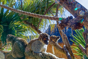 Fototapeta premium A small family of Northern Bamboo Lemurs from Madagascar sitting in the sun at a wildlife park near Oudtshoorn, Western Cape South Africa