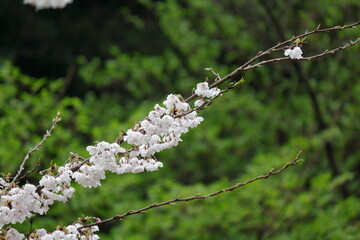 雨上がりの桜、ソメイヨシノ