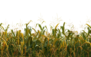 A cornfield on white background,png