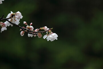 雨上がりの桜、ソメイヨシノ