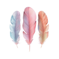 Three colorful feathers on Transparent Background