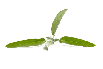 Sage herb leaves isolated on white background. Fresh garden sage, commonly known as Salvia officinalis