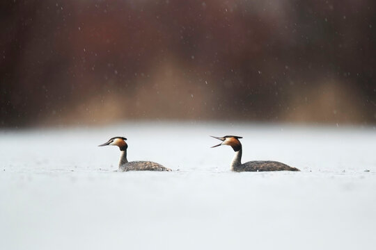 Duo of Great Crested Grebes in Snowy Waterscape