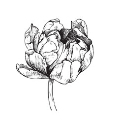 Vector drawing of a tulip. Sketch drawn by hand.