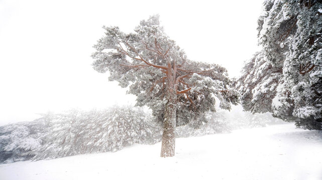 Winter Embrace of Aleppo Pines in Guadarrama Park