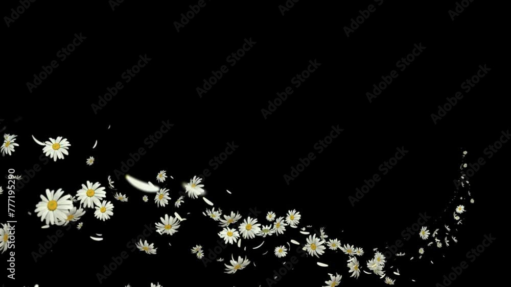 Wall mural daisy flow trail curve on alpha. daisy and petals flow along curve on alpha channel.