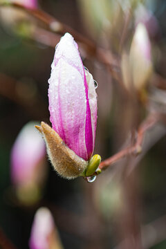 Close-up of a dew-kissed magnolia bud in bloom