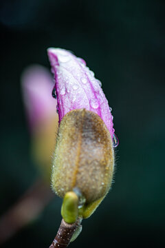 Dew-kissed magnolia bud on the cusp of blooming