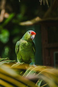 Red lored Amazon parrot perched in natural habitat