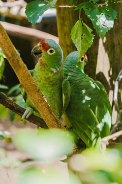 Red-fronted parakeets perched in lush Costa Rican forest