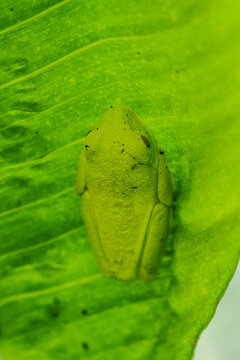 Camouflaged green frog resting on leaf in Costa Rica