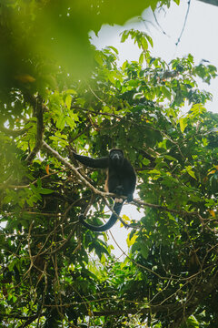 Black howler monkey perched in Costa Rican forest canopy