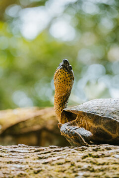 Majestic turtle stretching neck in Costa Rican forest