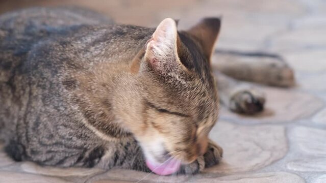 The cat is washing. Adorable cat. 