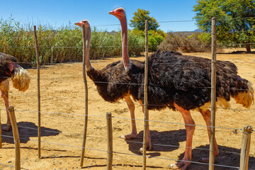 Two large male Kenyan Red Ostriches known for their aggression at a ostrich farm near Oudtshoorn, Western Cape South Africa - Powered by Adobe