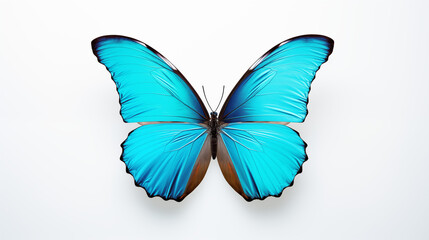 Fototapeta premium Brilliant Blue Morpho Butterfly with Wings Spread