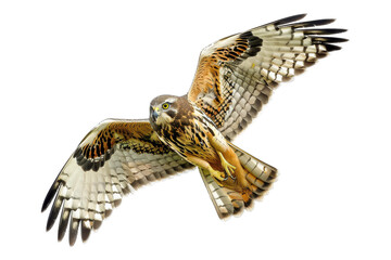 Sleek Aviator Harrier isolated on transparent background - obrazy, fototapety, plakaty