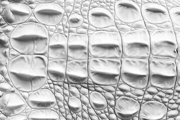 skin texture  Crocodile bone skin texture background. White Color.