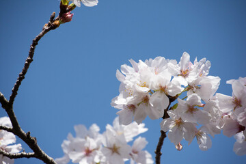 満開の桜