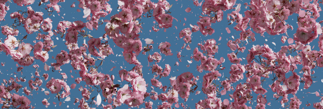 Falling japanese cherry leaves in front of blue sky. Panoramic view. 3D Rendering
