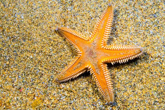 Starfish, Astropecten aranciacus, Cabo Cope-Puntas del Calnegre Natural Park, Mediterranean Sea,  Region de Murcia, Murcia, Spain, Europe