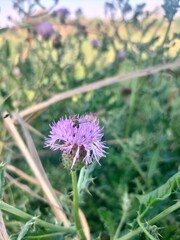 thistle flower