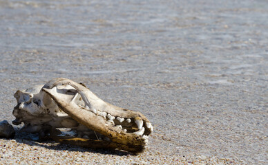 Dog skull close-up on the sand.