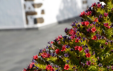 Tajinaste flowers or Echium wildpretii in Vilaflor mountain village,Tenerife,Canary Islands,Spain.
Selective focus.