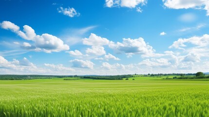 Obraz premium Landscape of grain field flower herb, under blue cloudy sky with sunshine