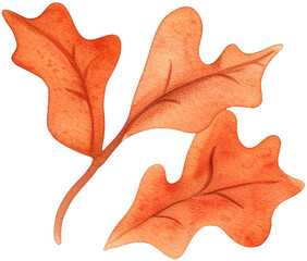 Obraz premium Cute watercolor oak leaves png clipart. Baby sticker printables. Perfect for baby clothing, textiles, fabrics