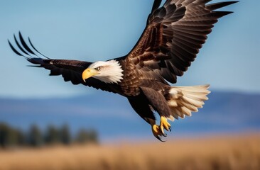 Eagle bird in flight close up in natural habitat