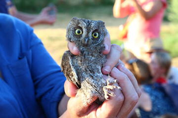 A scops owl about to be released fixes the photographer's lens with its round, yellow eyes (August, Le Caylar, Hérault, France)