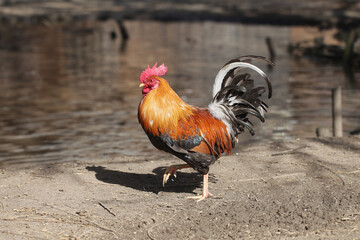 Rooster on sand. Portrait of animal farm background. Countryside landscape. Chicken farm. Brown orange color feathers. Chicken walking freely on hay. Closeup bird. Water pond in background.