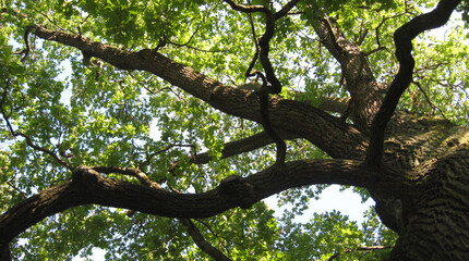 Naklejka premium Photo, tree view from below. High quality photo