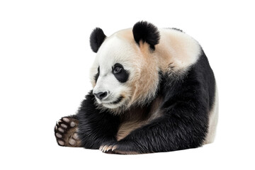 Panda Presentation isolated on transparent background