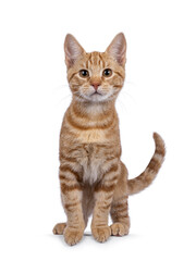 Adorable European Shorthair cat kitten, standing on edge facing front ready to to jump. Looking straight towards camera. Isolated on a white background.