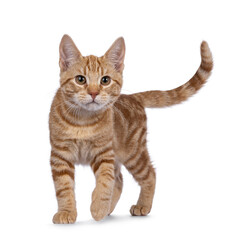 Adorable European Shorthair cat kitten, walking towards camera. Looking very focussed to towards camera. Isolated on a white background.
