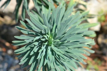 Obraz premium Wulfens spurge leaves