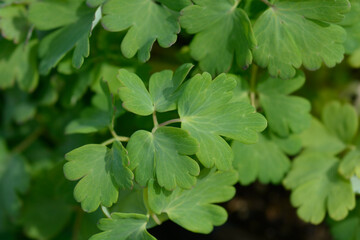 Fototapeta na wymiar Columbine Spring Magic leaves