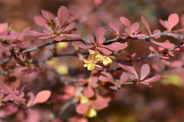Purple Japanese barberry branch with flowers