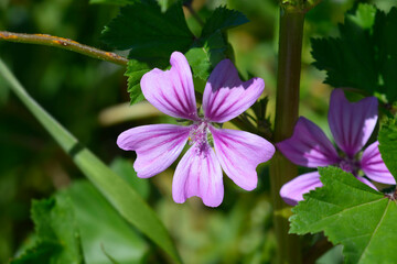 Fototapeta premium Common mallow flowers