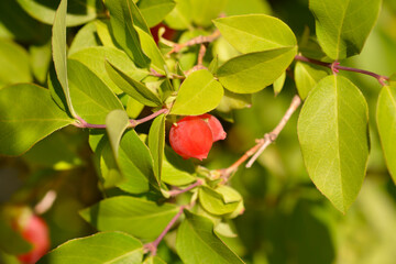Winter flowering honeysuckle branch with fruit
